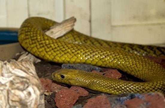 长生蛇在线观看,穿越时空的神秘之旅 第3张 长生蛇在线观看,穿越时空的神秘之旅 第3张