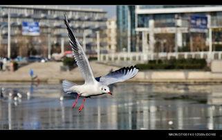 天津海鸥爆料视频曝光是真的吗,天津海鸥爆料视频真实性揭秘  第2张